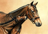 Standardbred, Equine Art - Licking Mommy